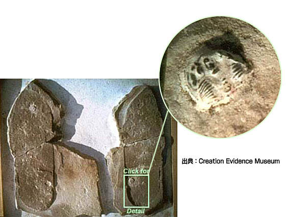 トップ 三葉虫を踏んだ靴跡化石